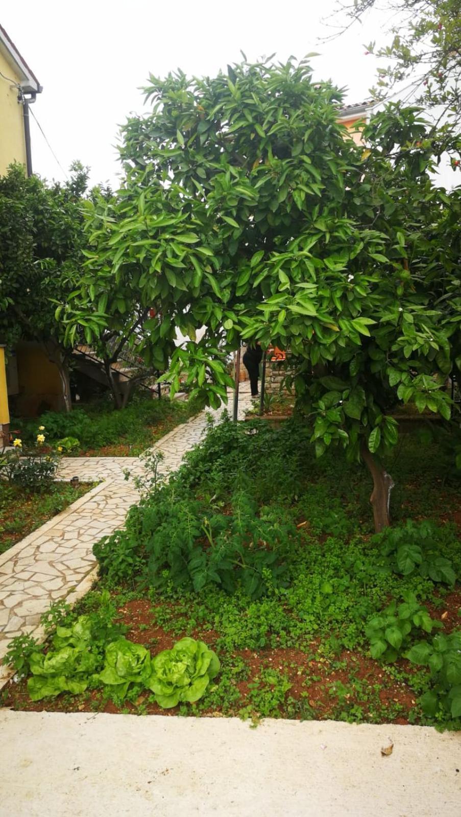 Apartment Dalmatini Tar-Vabriga Ngoại thất bức ảnh
